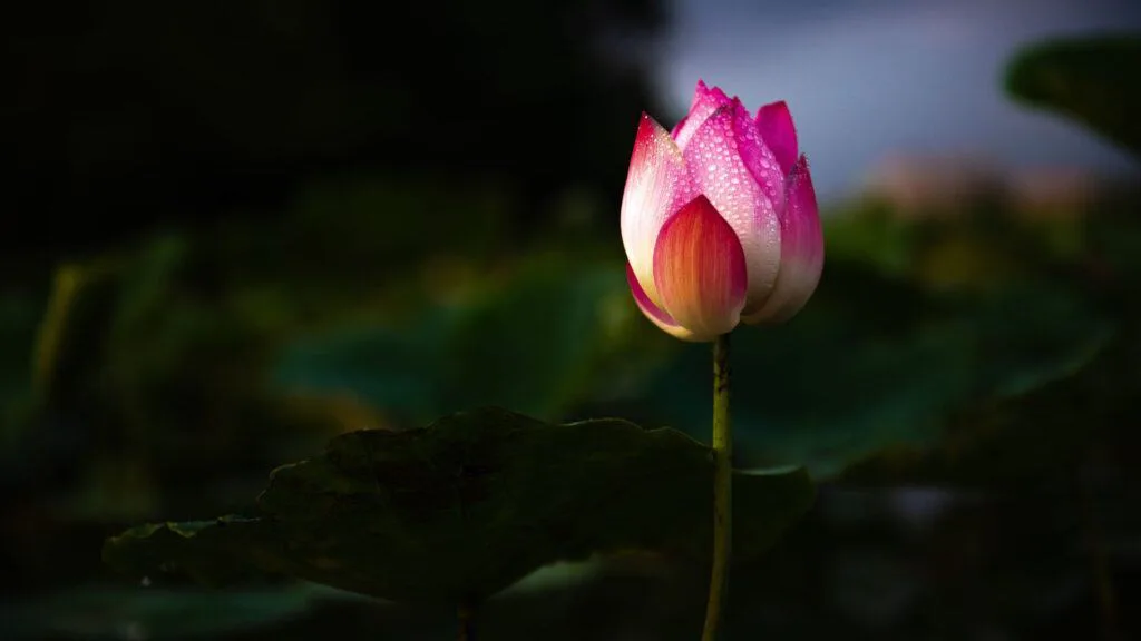 Indian Lotus in Japan What is an Indian Lotus