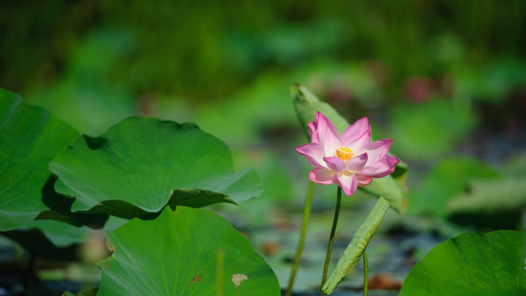 Indian Lotus in Japan When to see Indian Lotus in Japan_ 