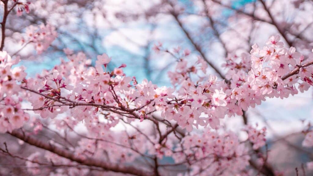 Japan Flowers Cherry Blossoms