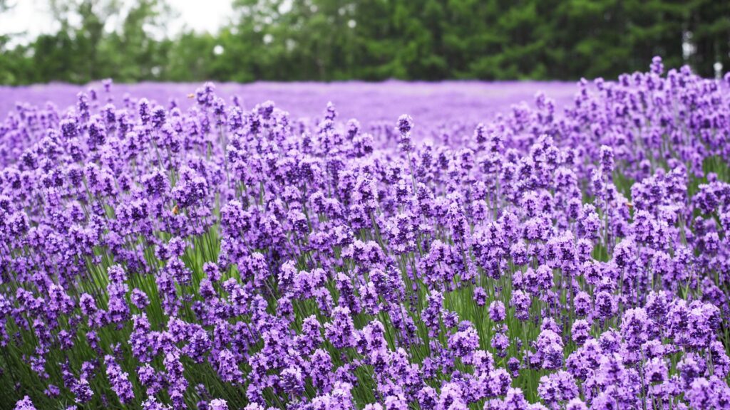 Japan Flowers Lavender