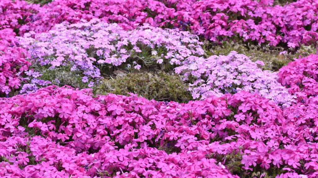 Japan Flowers Moss phlox