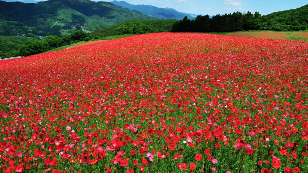 Japan Flowers Poppy