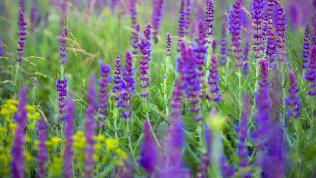 Japan Flowers Salvia