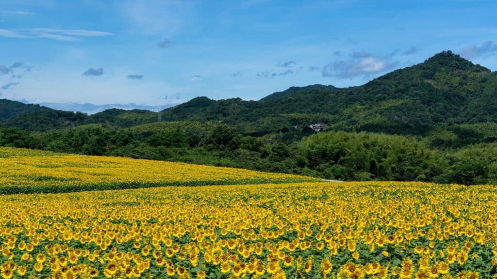 Japan Flowers Sunflower