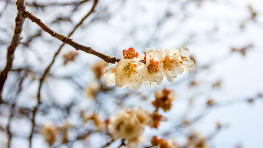 Japan Flowers Ume