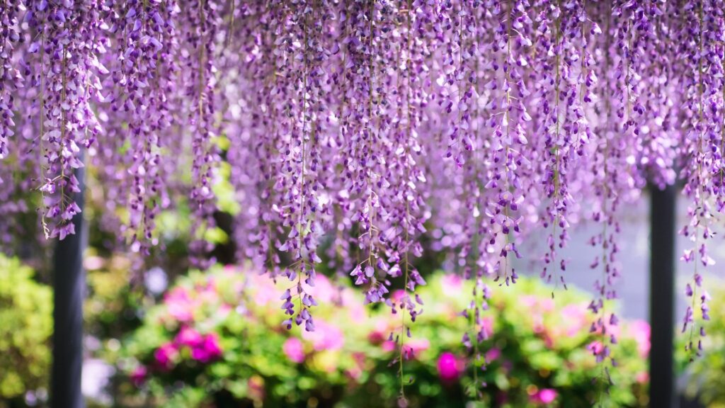 Japan Flowers Wisteria