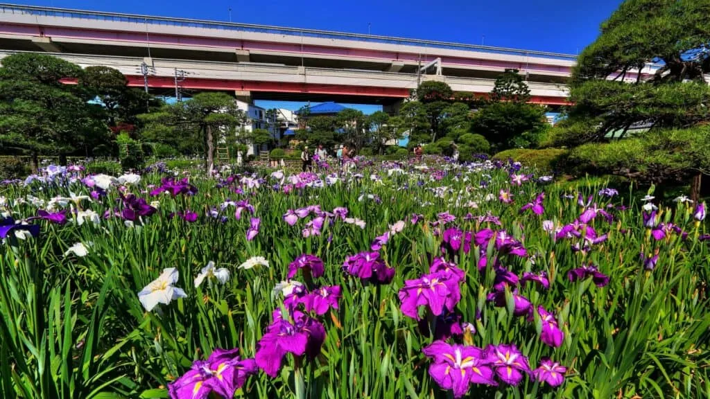 Katsushika area Guide Horikiri iris garden