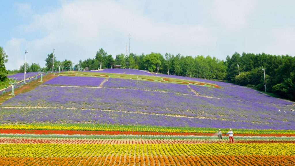Lavender in Japan: Hokuseizan Lavender Garden 
