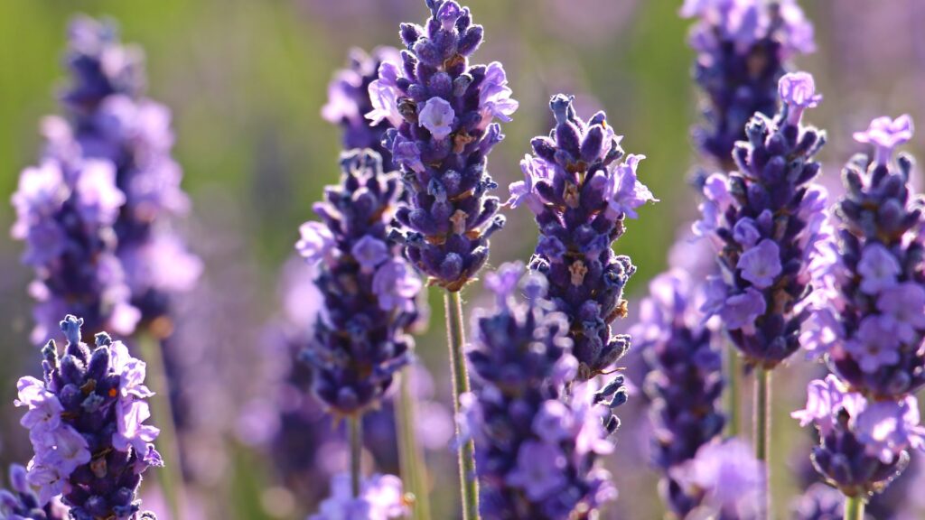 Lavender in Japan_ What is a Lavender_