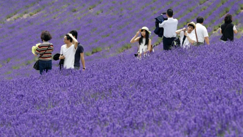 Lavender in Japan_When to see lavender in Japan_