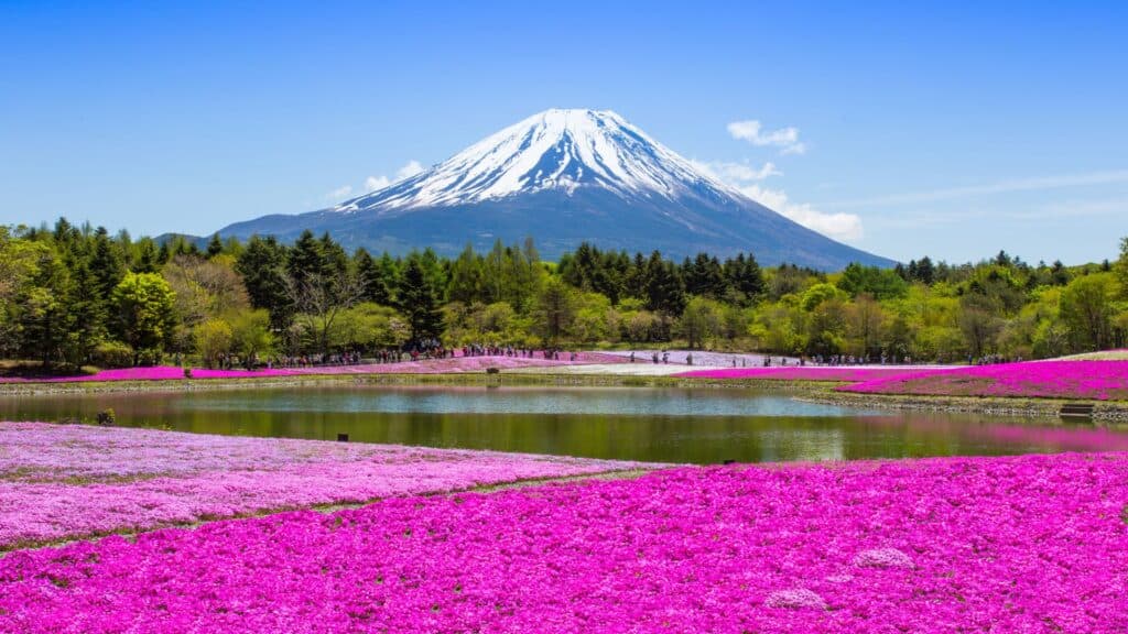 Moss phlox in Japan Featured Photo Moss phlox in Japan Featured Photo