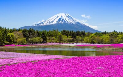 Moss phlox in Japan: When and where to see Japanese Moss phlox￼