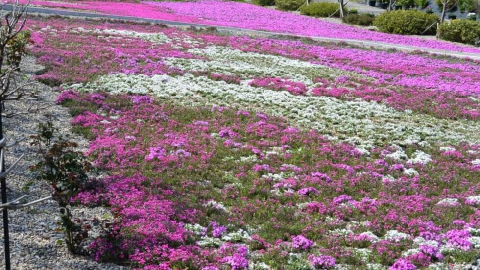 Moss Phlox In Japan: Best Times And 16 Top Places To See This Stunning ...