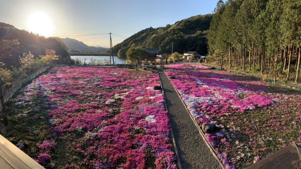 Moss phlox in Japan Shida Flower Garden