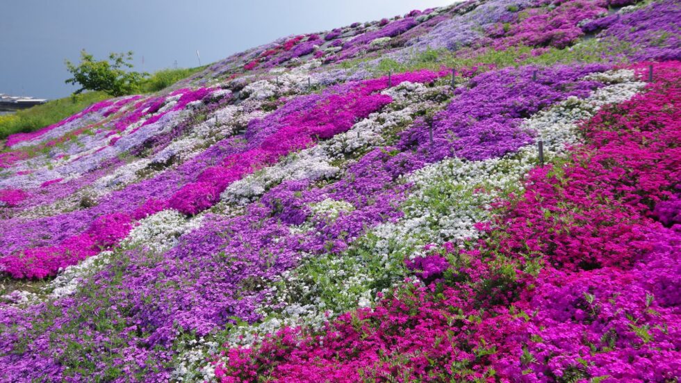 Moss Phlox In Japan: Best Times And 16 Top Places To See This Stunning ...