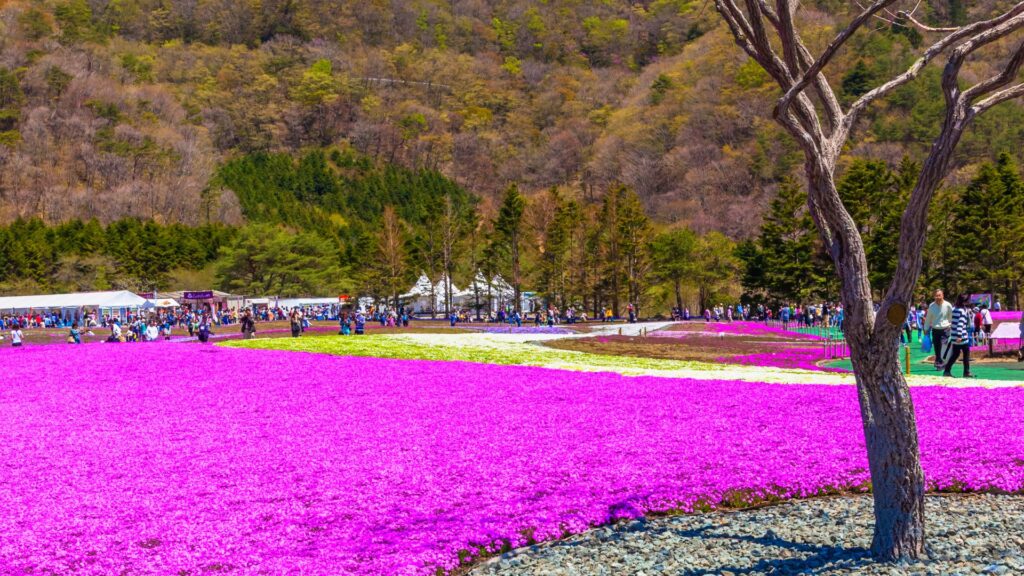Moss phlox in Japan When to see Moss phlox