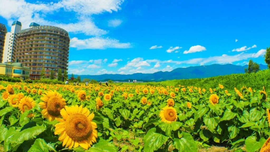 Sunflowers in Japan 1st Nagisa Park