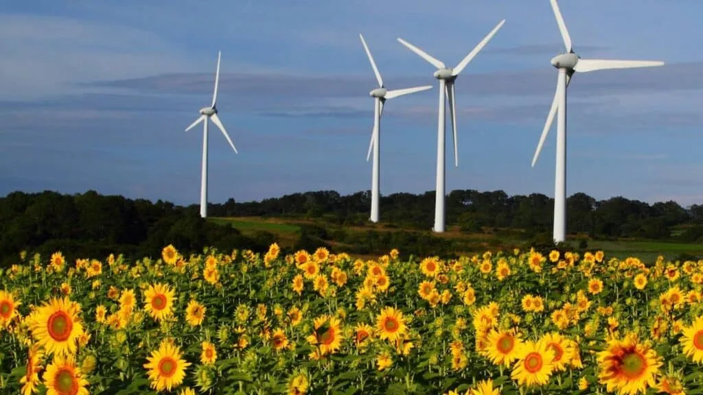 Sunflowers in Japan Koriyama Nunobiki Wind Plateau