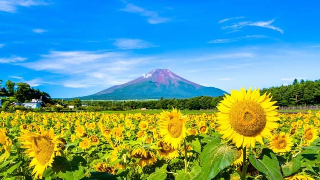 Sunflowers in Japan Lake Yamanaka Flower City Park