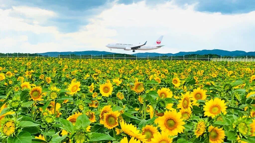 Sunflowers in Japan Ozora Town Sunflower Field