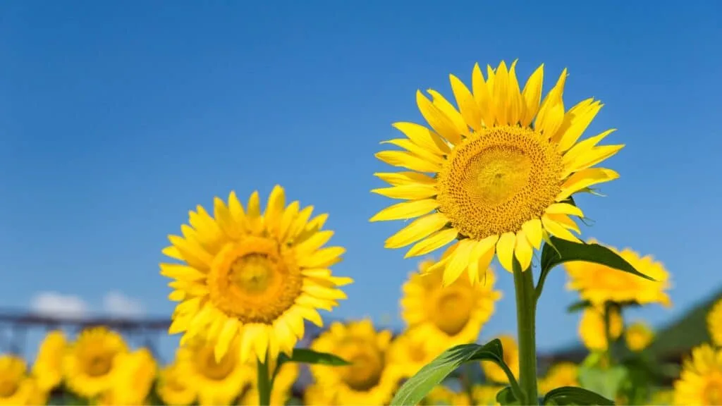 Sunflowers in Japan What are Sunflowers