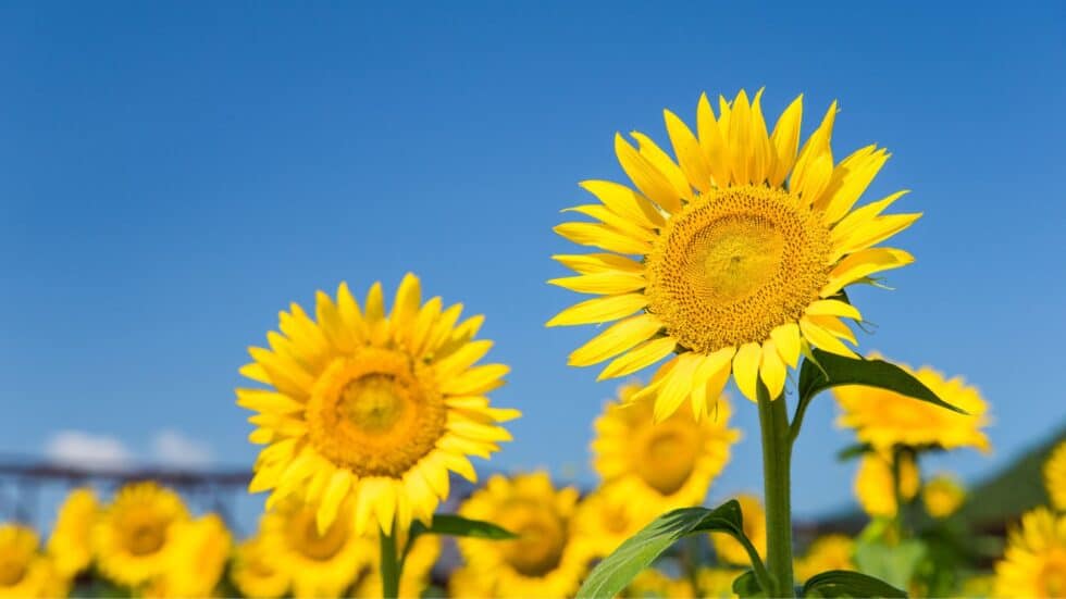 Sunflowers In Japan 4 Spectacular Spots To Marvel At Japanese Sunflowers