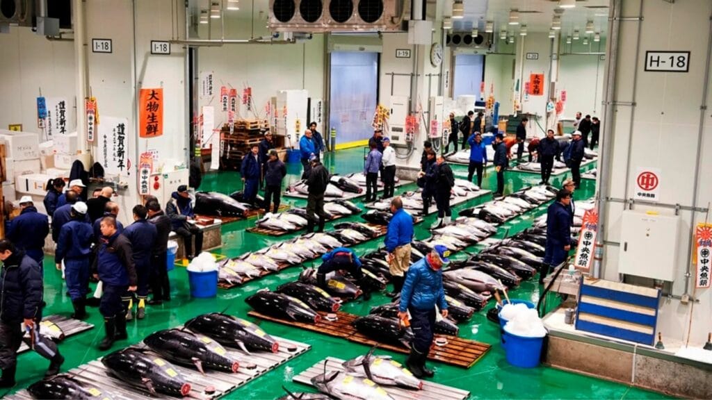 Toyosu Area Guide Wholesale Fish Market 