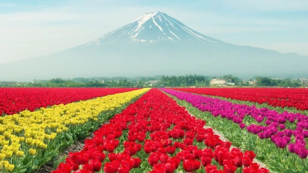 Tulips in Japan Featured Photo
