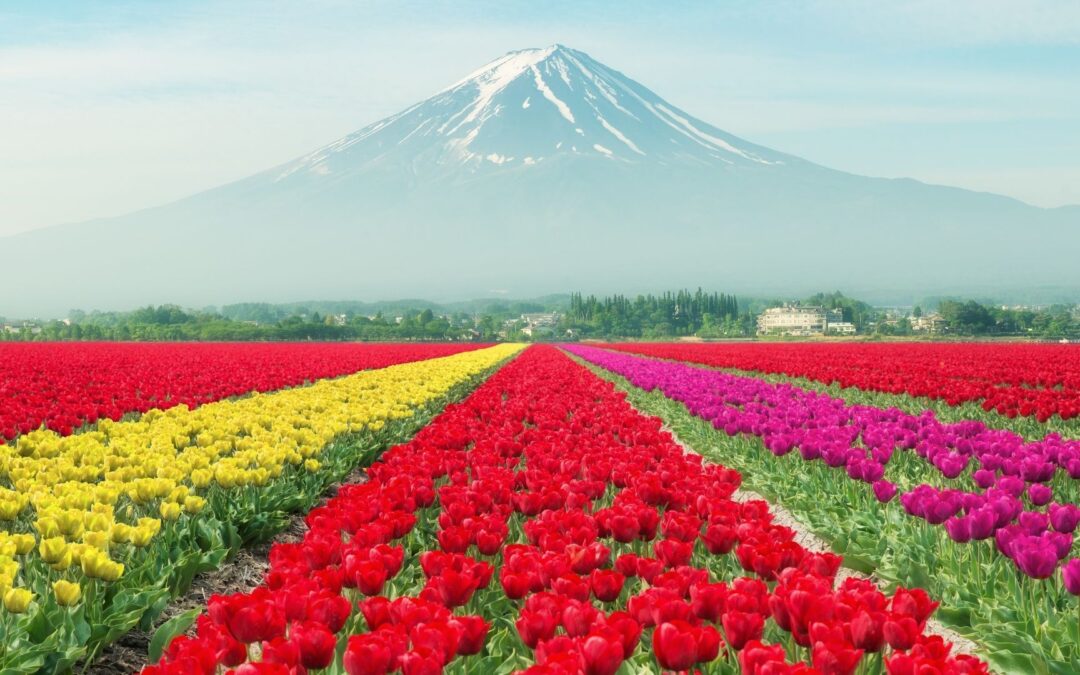 Tulips in Japan Featured Photo