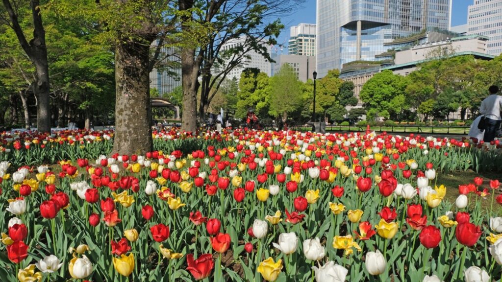 Tulips in Japan Hibiya Park