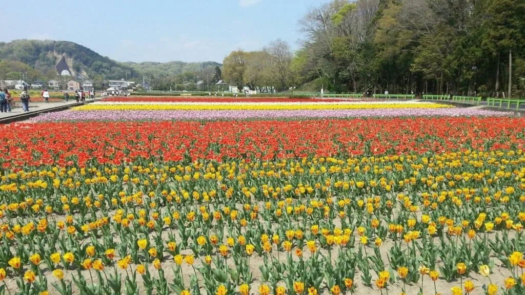 Tulips in Japan Negarami Mae Paddy Field