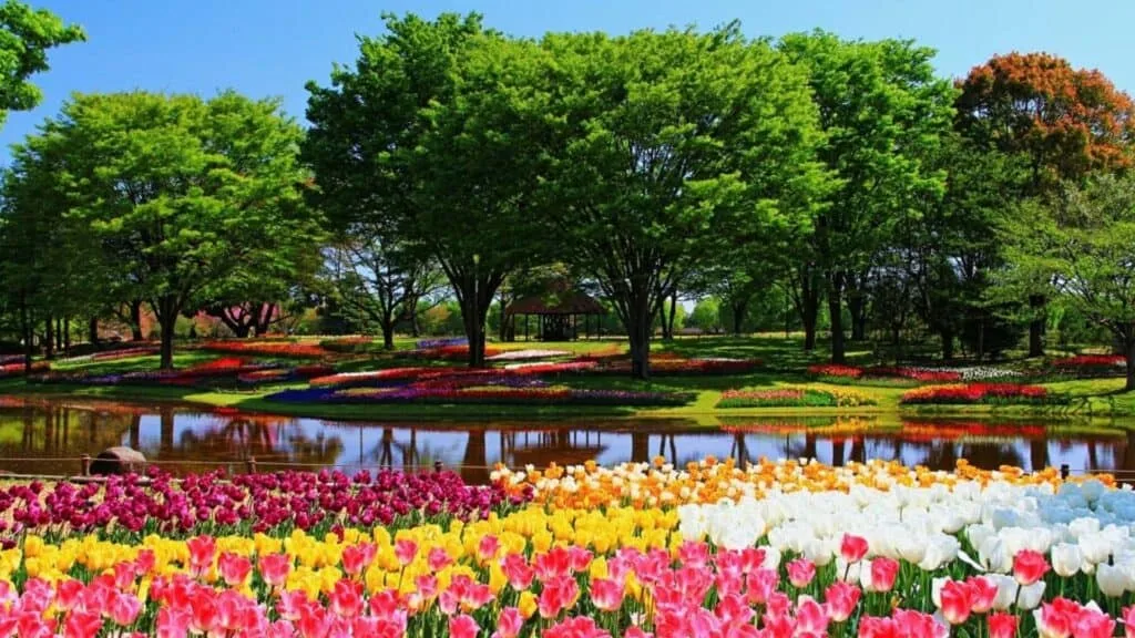 Tulips in Japan Showa Kinen Park