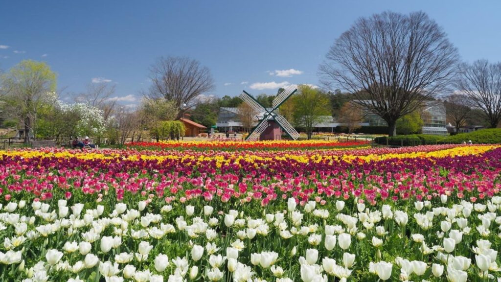 Tulips in Japan Tulip Festival 2022