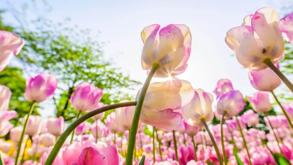 Tulips in Japan What is Tulip
