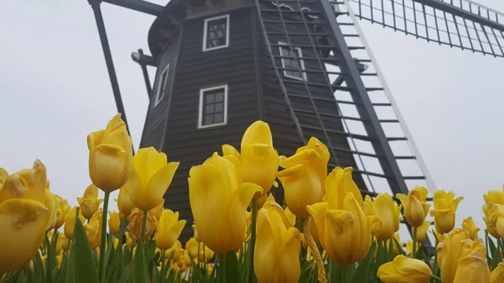 Tulips in Japan When to see Tulip