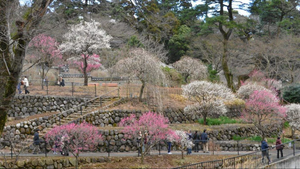 Ume in Japan Atami Plum Garden Plum Festival