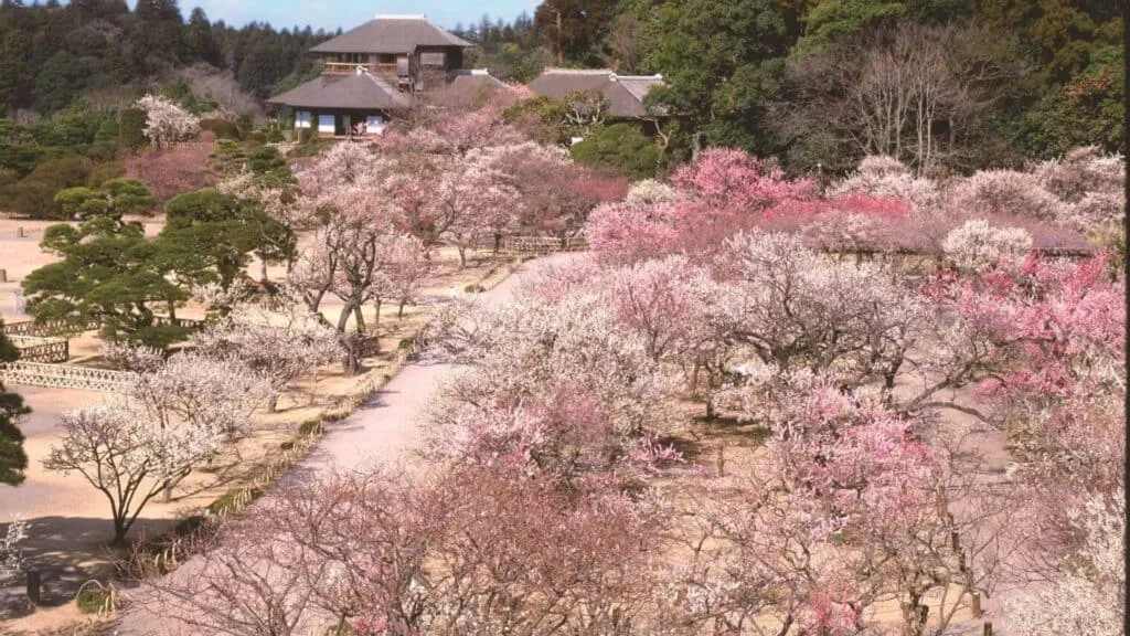 Ume in Japan Bairinji TempleKairakuen