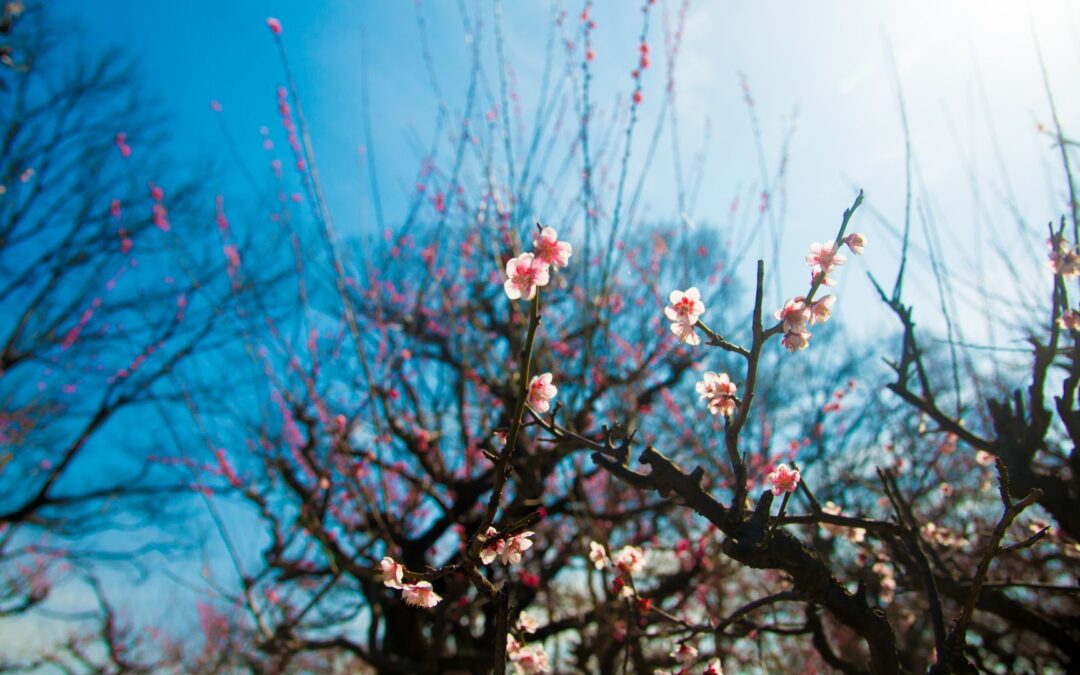 Ume in Japan Featured Image
