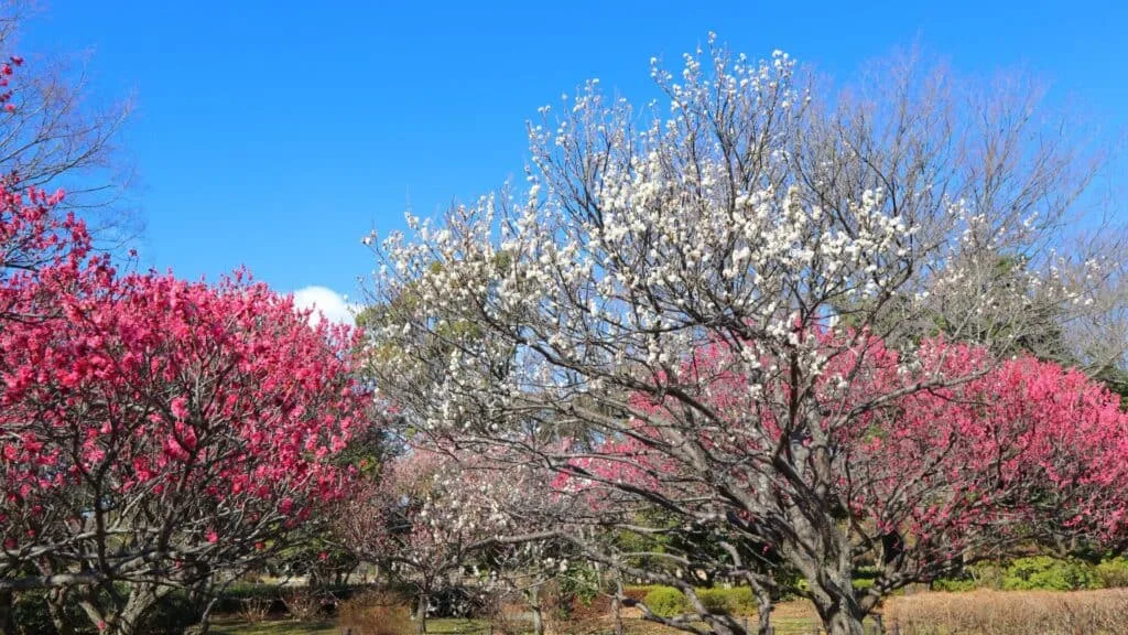 Ume in Japan Showa Kinen Park