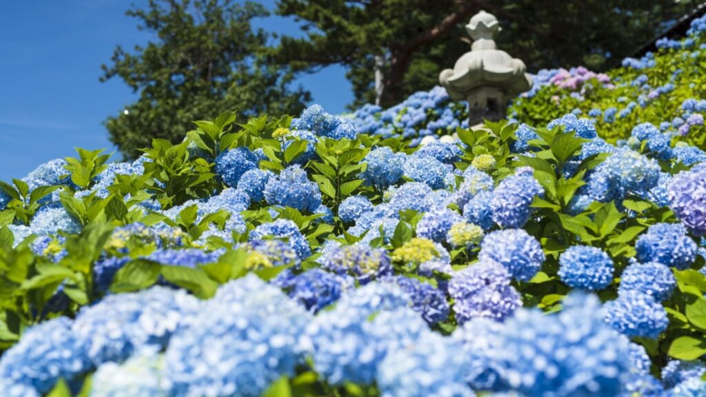 Hydrangea in Japan-When to see hydrangeas in Japan_ 