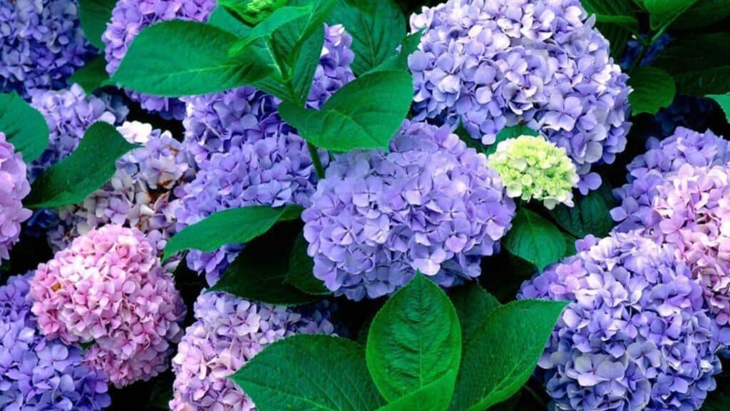 Hydrangea in Japan-featured image