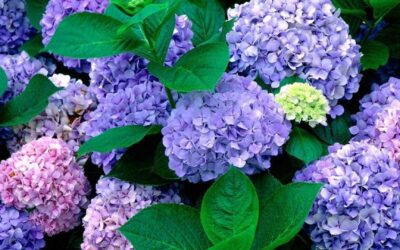Hydrangea in Japan: When and where to see Japanese Hydrangea
