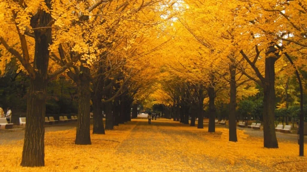 Nerima City Tokyo Metropolitan Hikarigaoka Park
