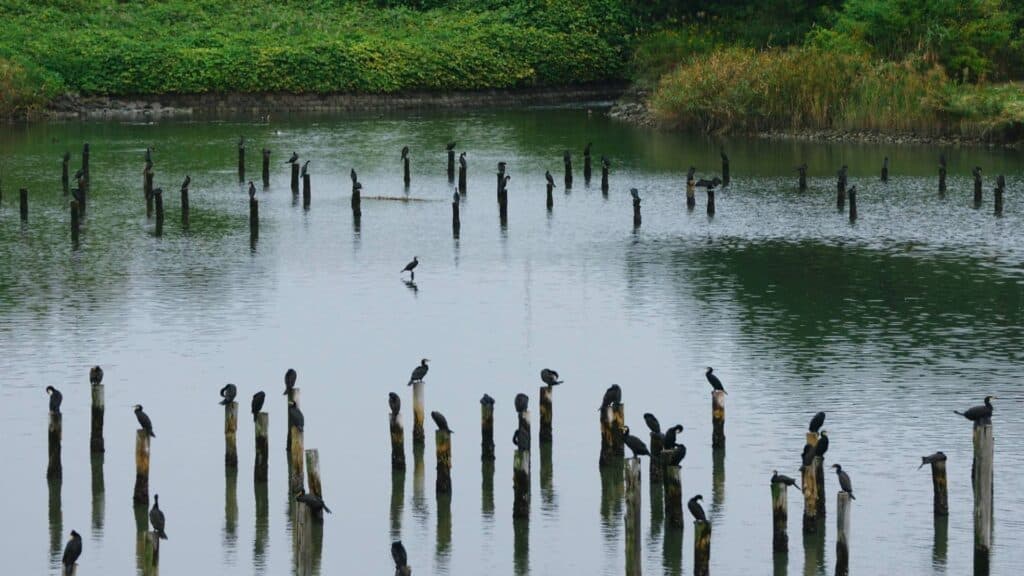 Ota City Ward Tokyo Port Wild Bird Park