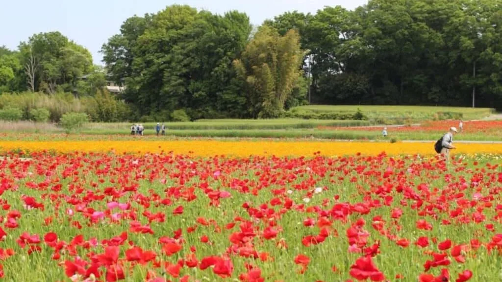 Poppies in Japan 2022 Konosu Poppy Field and Festival
