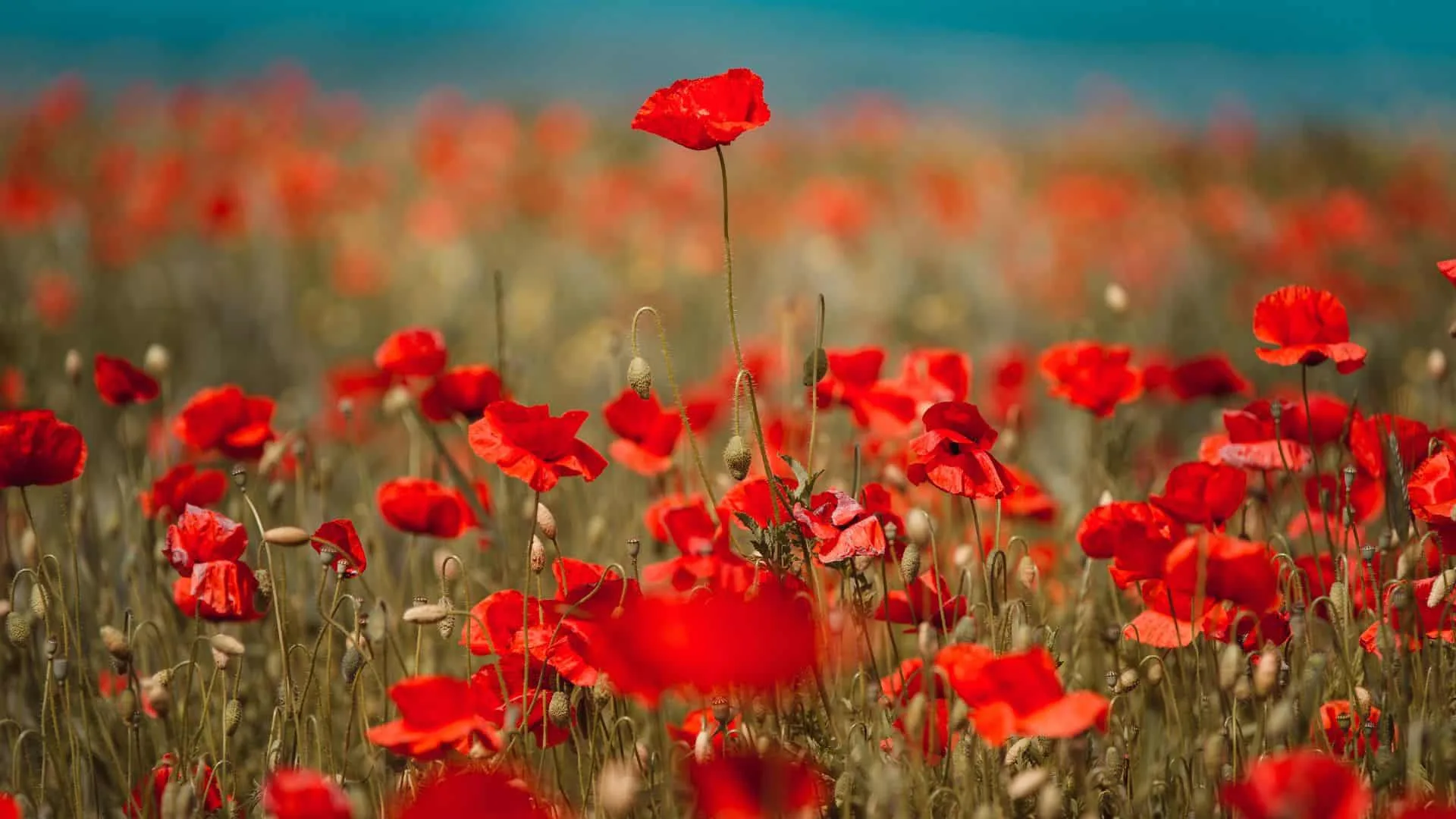 Poppies in Japan Featured image