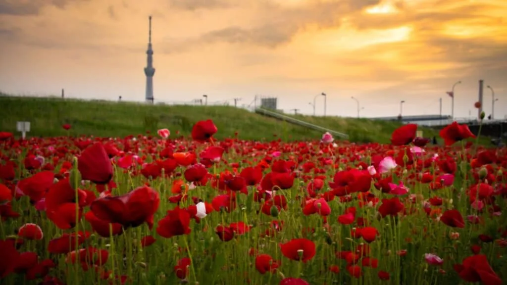 Poppies in Japan Hirai Sports Park