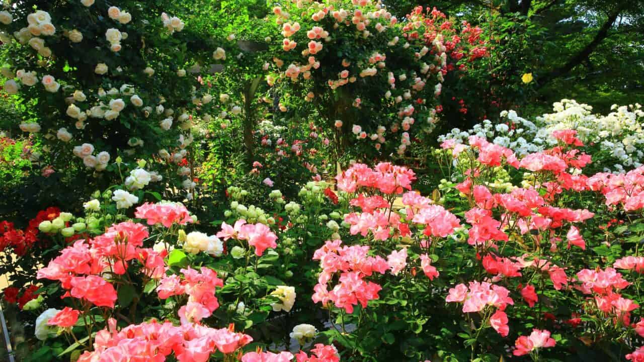 Roses In Japan When And Where To See Japanese Roses