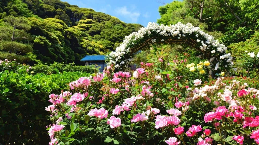 Roses in Japan What is a Rose in Japan
