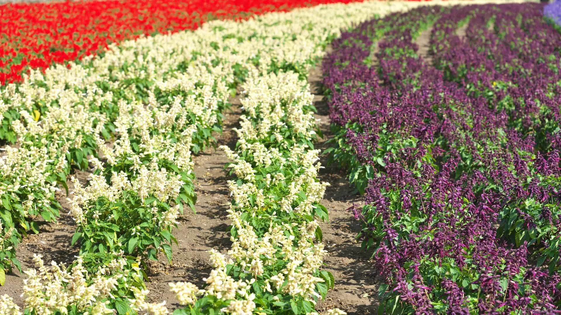 Salvia in Japan Featured Image